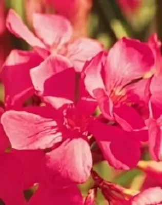 Papa Gambetta - Sötét lazac színű, szimpla virágú leander