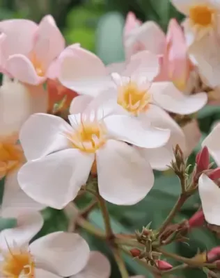 Csömöri szépség' barackos-rózsaszín színű, szimpla virágú leander