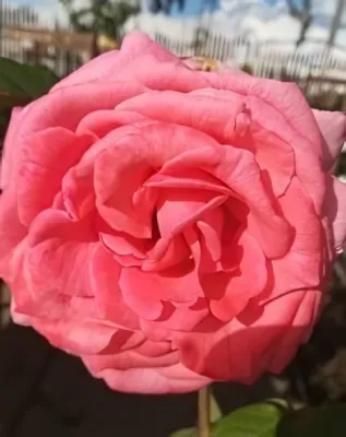 Pariser Charme magastörzsű rózsa konténerben (cserépben) - rózsaszín