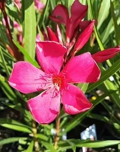 Téglavörös színű, szimpla virágú leander