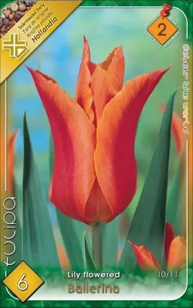 Balerina tulipán hagyma (6 db/csomag) Balerina tulipán hagyma (6 db/csomag)"