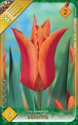 Balerina tulipán hagyma (6 db/csomag)"