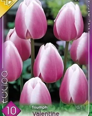 Synaeda Blue tulipán hagyma (7 db/csomag)