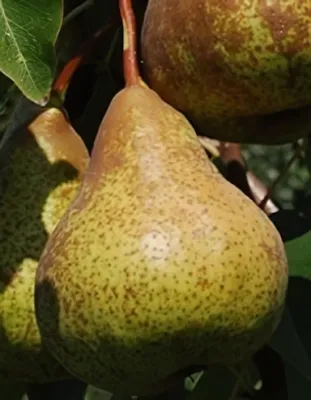 Bosc kobak körte