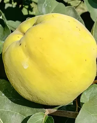 Leskovaci birsalmafa Leskovaci birsalmafa