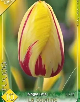 La Courtine tulipán hagyma (7 db/csomag)