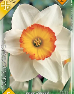 Flower Record nárcisz hagyma (5 db/csomag)