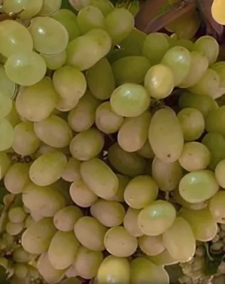 Thompson seedless szőlőoltvány konténerben (cserépben)