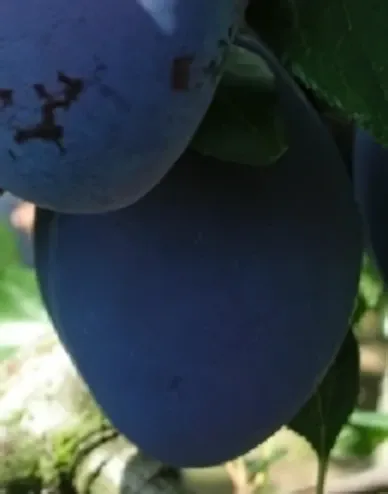 Topend Plus szilvafa Topend Plus szilvafa