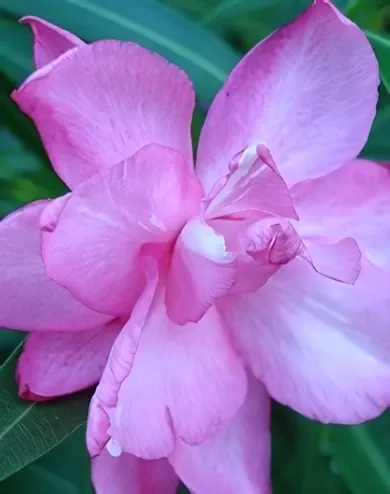 Piros szélű, halvány rózsaszín színű, telt virágú leander