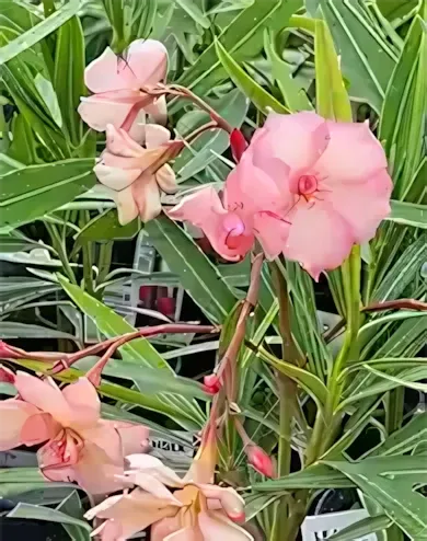 Mrs Roeding' narancsos rózsaszín színű, dupla virágú leander