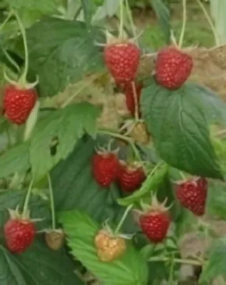 Polka málnabokor