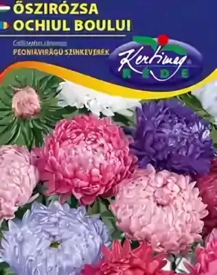 Peoniavirágú őszirózsa - színkeverék virágmag