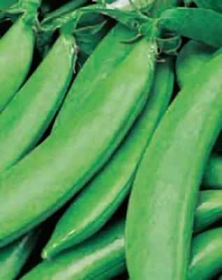 Sweet Horizon - Cukorborsó  vetőmag