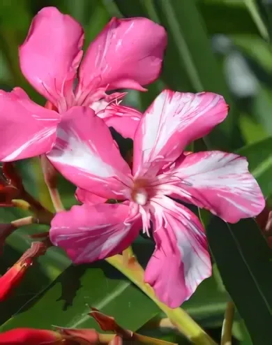 Kewpie - rózsaszín fehér csíkos szimpla virágú leander