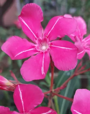 Deszki cirmos leánder, rózsaszín fehér csíkkal szimpla