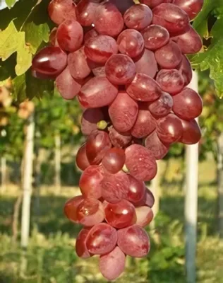 Jupiter szőlőoltvány (magnélküli) konténerben (cserépben)