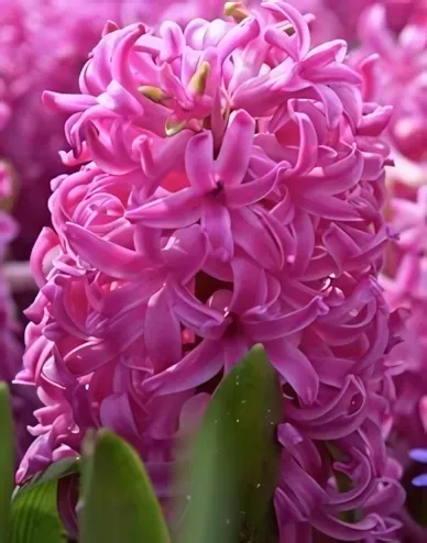 Pink Pearl jácint hagyma (3db/csomag)