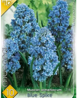 Blue Spike teltvirágú gyöngyike virághagyma (10db/csomag)
