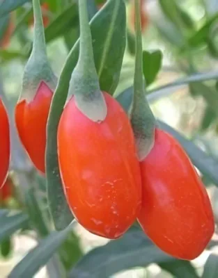 Korean Big Goji-bogyó konténerben (cserépben)