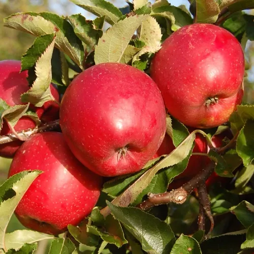 Red Jonaprince almafa Red Jonaprince almafa