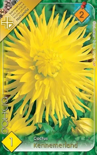 Kennemerland - kaktusz dália gumó 1 db