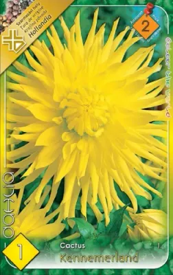 Kennemerland - kaktusz dália gumó 1 db