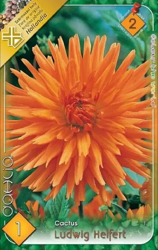 Ludwig Helfert - kaktusz dália gumó 1db/cs