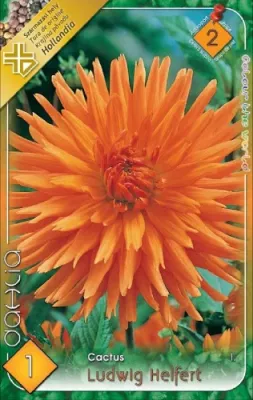 Ludwig Helfert - kaktusz dália gumó 1db/cs