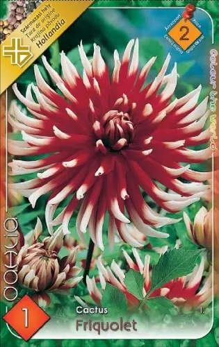 Friquolet - kaktusz virágú dália gumó 1 db