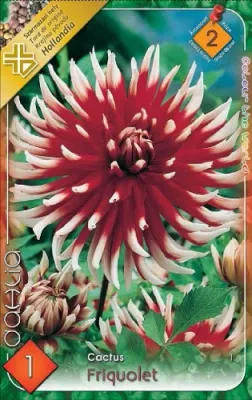 Friquolet - kaktusz virágú dália gumó 1 db