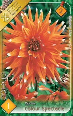 Colour Spectacle - kaktusz dália gumó 1db/cs