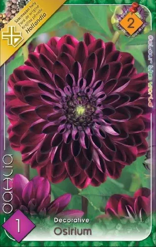 Osirium - dekoratív dália gumó 1 db