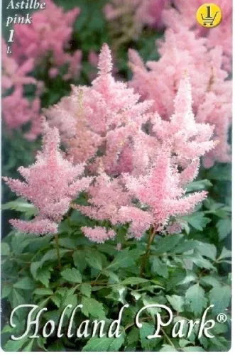 Astilbe pink - Kerti tollbuga 1 db/cs