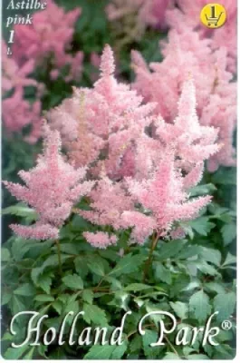Astilbe pink - Kerti tollbuga 1 db/cs