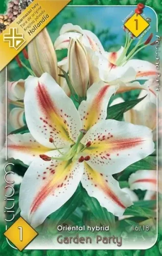 Garden Party - oriental hybrid liliomhagyma 1db/cs