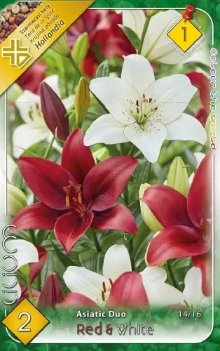Liliom Red & White duo 2db/cs