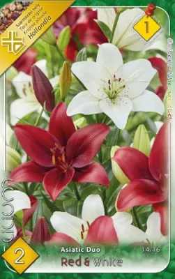 Liliom Red & White duo 2db/cs