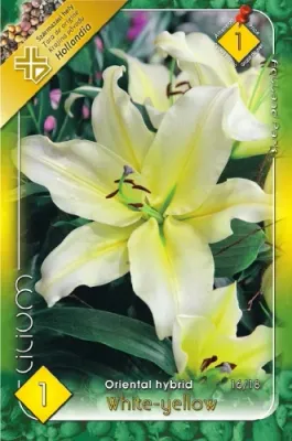 Lilium Oriental white-yellow liliom virághagyma 1db/cs