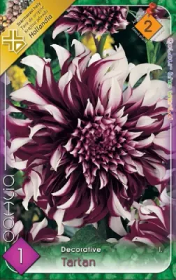 Tartan - dekorativ dáli gumó 1db/cs