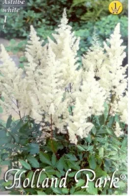 Astilbe white - Fehér kerti tollbuga 1 db/cs
