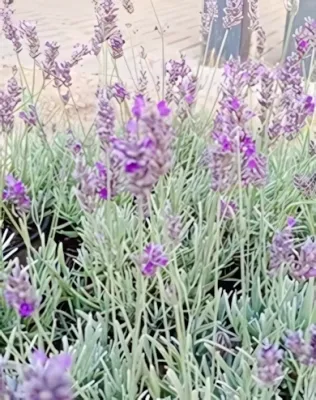 Arabian Nights hibrid levendula konténerben (cserépben)- liláskék