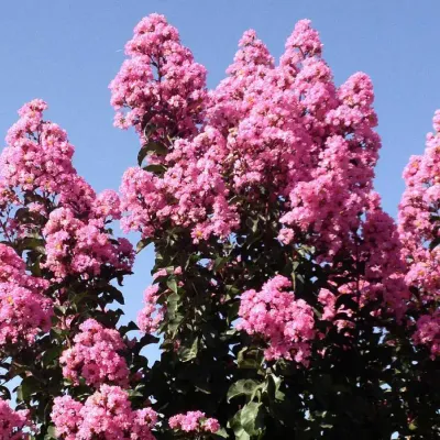 Kínai selyemmírtusz ‘Rhapsody in Pink’ - rózsaszín virágú