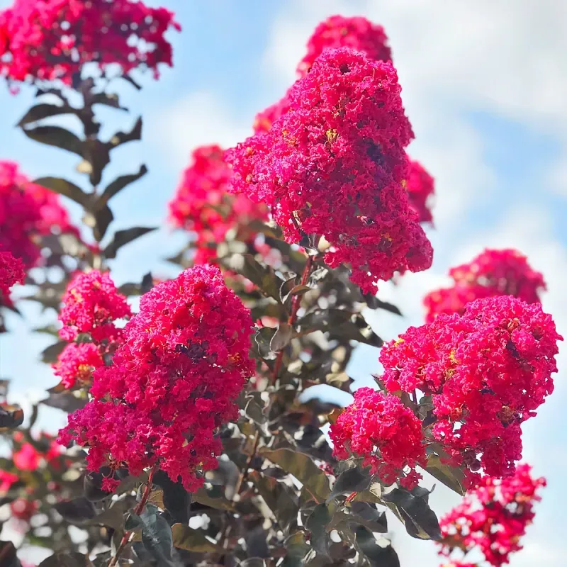 Kínai selyemmírtusz ‘Black Diamond Mystic Magenta’ - magenta színű virágú
