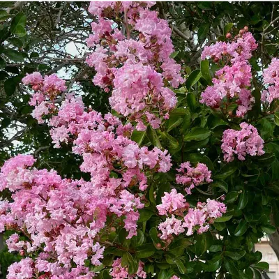 Kínai selyemmirtusz 'Yuma' (Lagerstroemia indica 'Yuma') mályvalila virágú