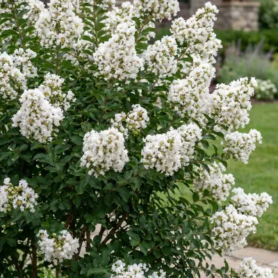 Kínai selyemmirtusz 'With Love Virgin' (Lagerstroemia indica 'With Love Virgin') - törpe hófehér virágú