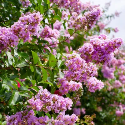 Kínai selyemmirtusz 'Muskogee' (Lagerstroemia indica 'Muskogee') - lilás-rózsaszín virágú