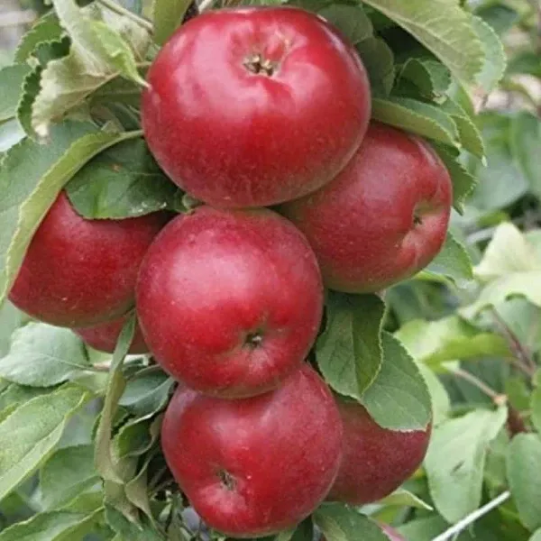 Pompink oszlopos almafa Pompink ( Malus domestica 'Pompink' ) oszlopos almafa