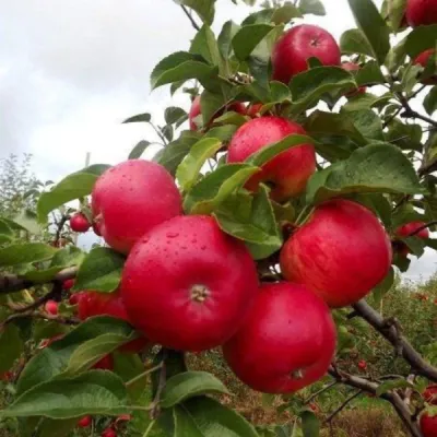 Rubinola almafa Rubinola ( Malus domestica 'Rubinola' almafa
