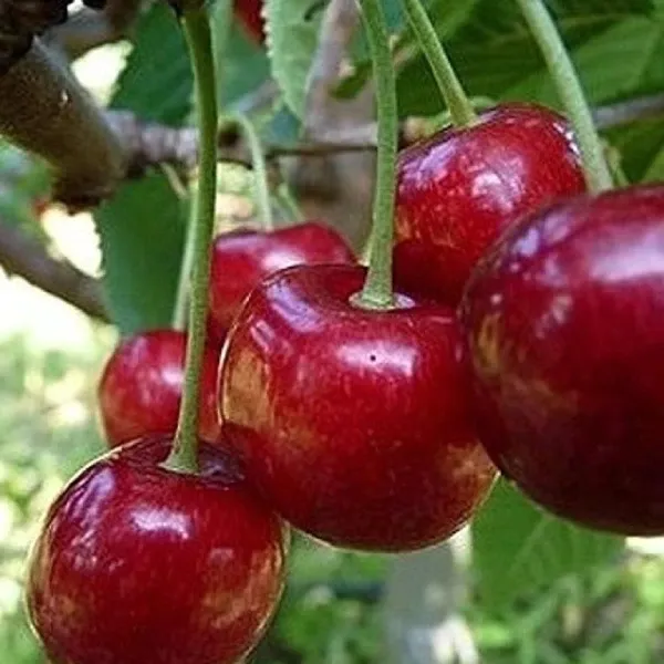 Techlovan cseresznyefa Techlovan ( Prunus avium 'Techlovan' ) cseresznye a prémium minőségű, nagyszemű gyümölcsök